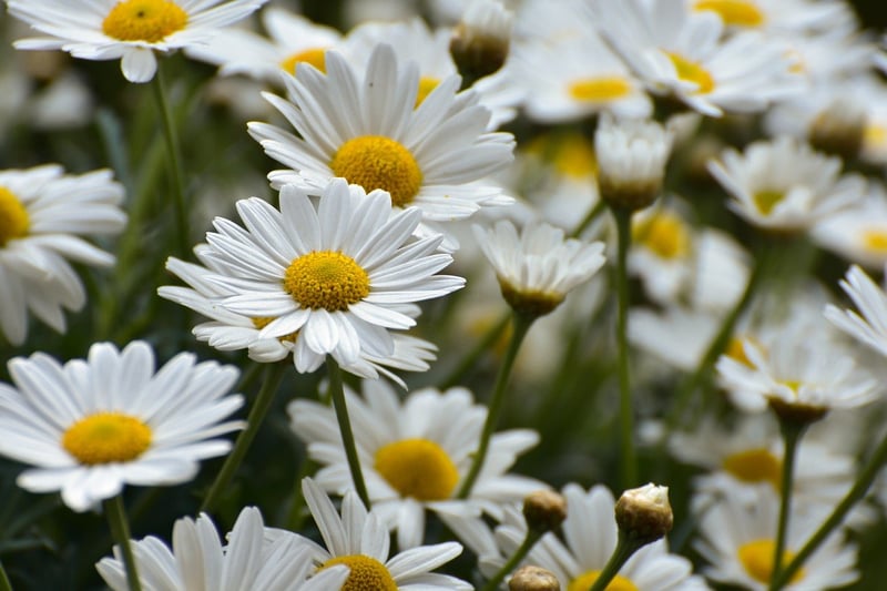 Edible Flowers
